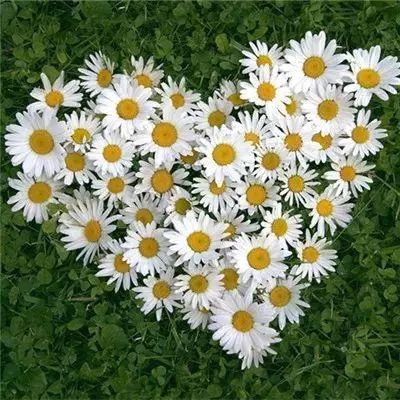 AOA体育下载手机版